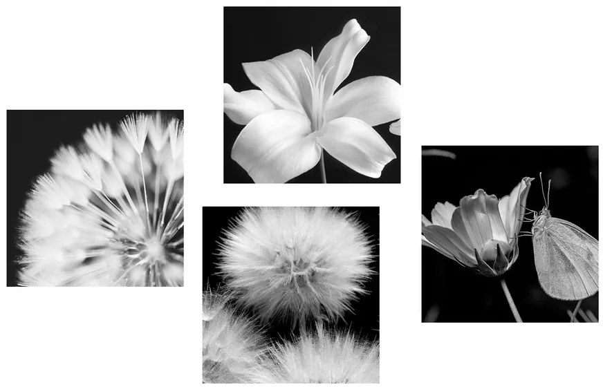 Set di quadri – Bellezza dei fiori in bianco e nero con farfalla