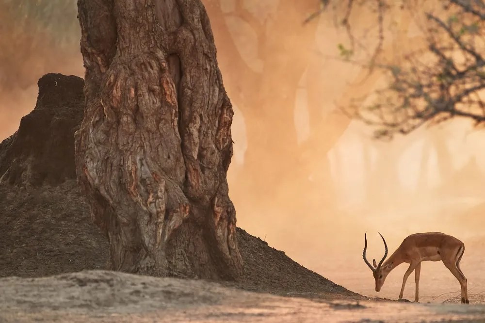 Quadro su tela – Antilope africana