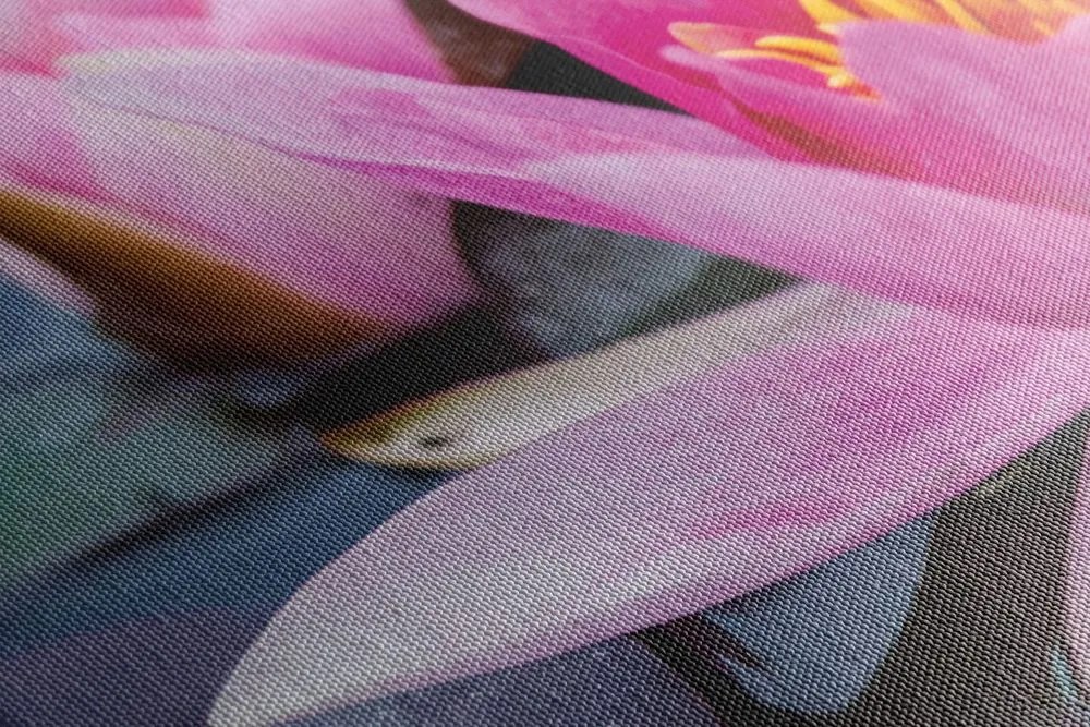 Quadro su tela – Fiore di loto rosa