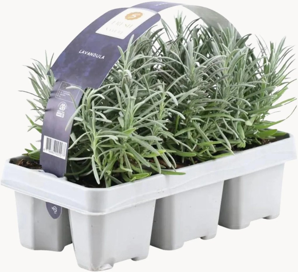 Set di 6 piante vere Lavanda angustifolia Blue