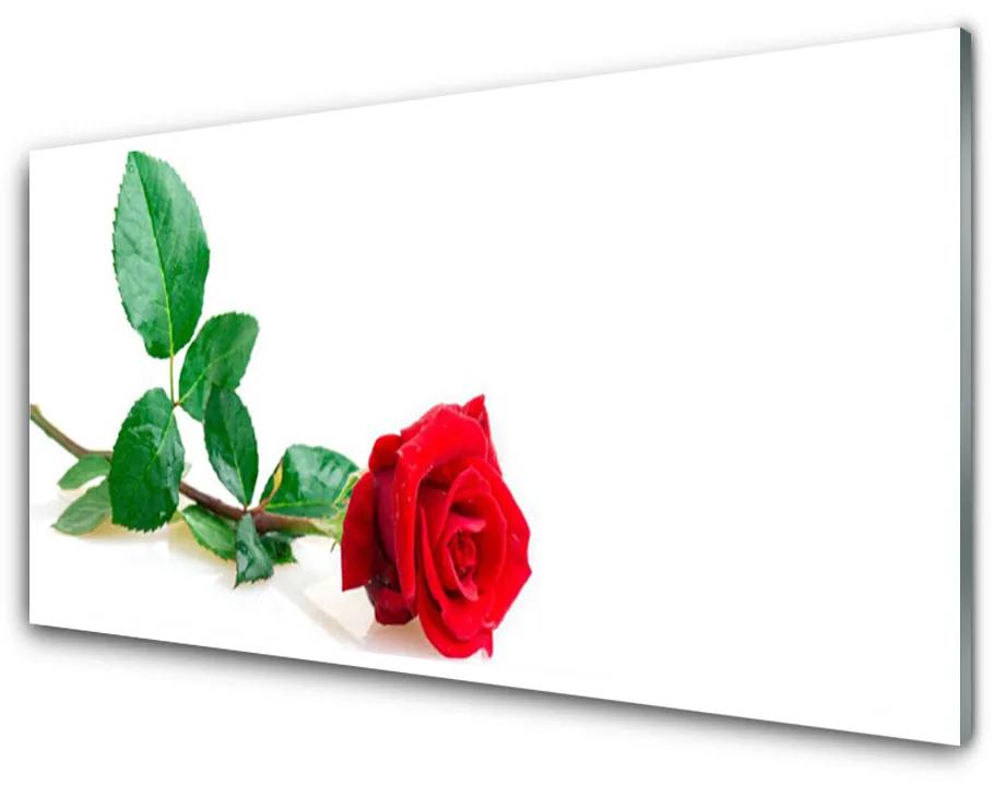 Quadro acrilico Natura della pianta del fiore della rosa 100x50 cm