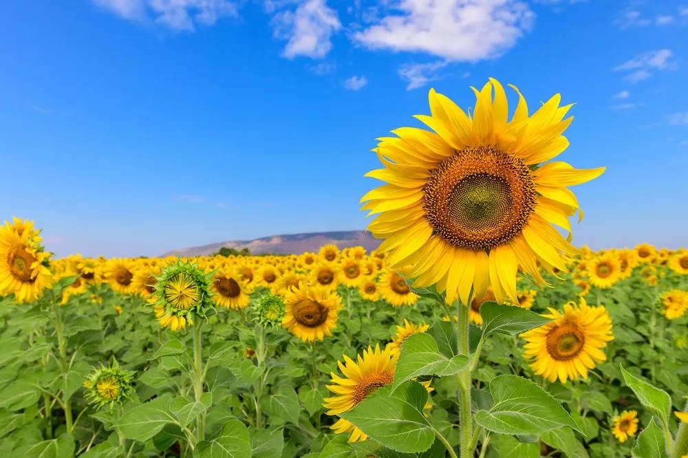Carta da parati autoadesiva – Campo di girasoli