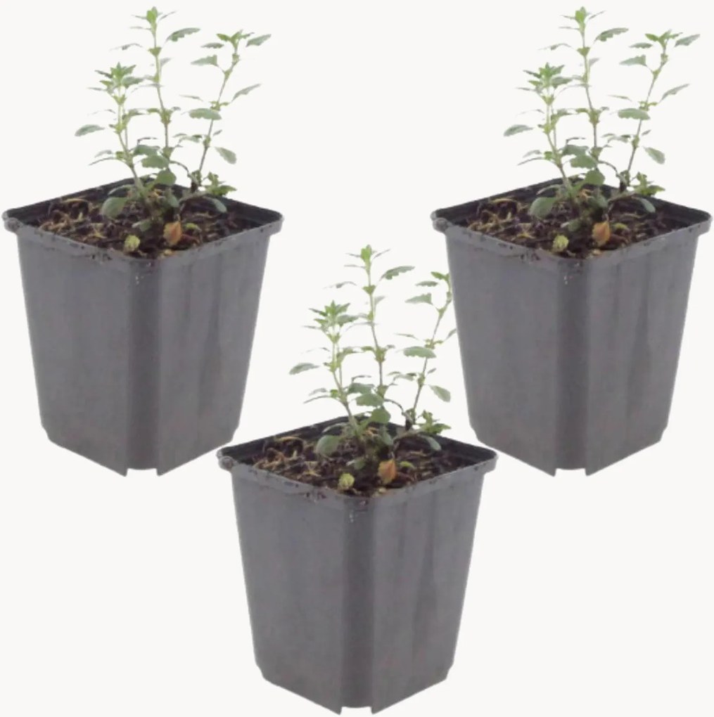Set di 3 piante vere Germander Teucrium Lucidrys
