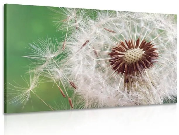 Quadro su tela – Semi di soffione