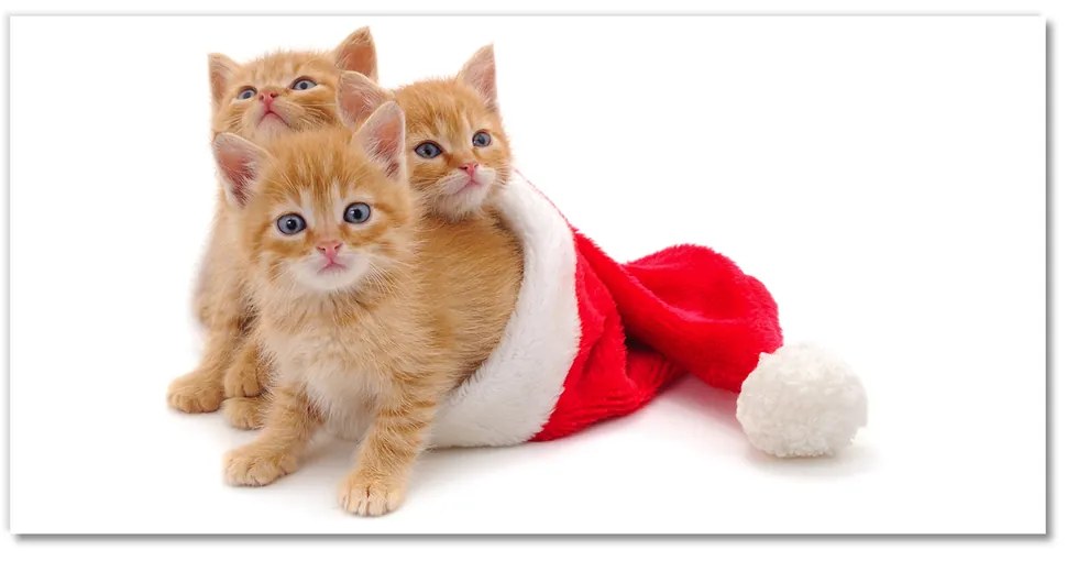 Quadro su vetro Gatti Babbo Natale 100x50 cm 2 appendini