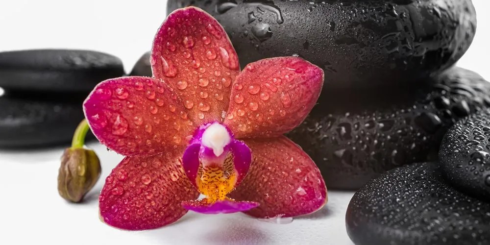 Stampa su tela – Orchidea e pietre Zen su sfondo bianco