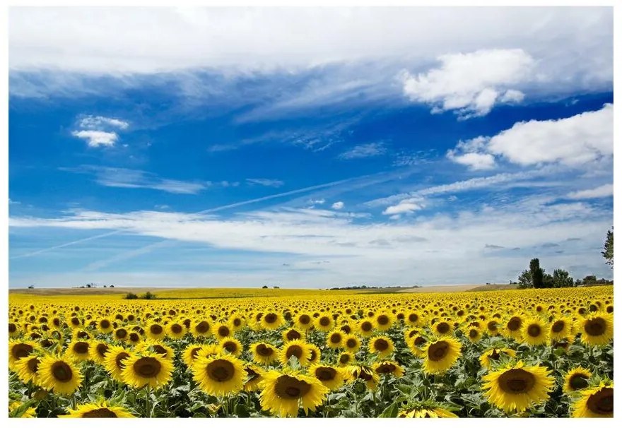 Carta da parati Campo di girasole 104x70 cm