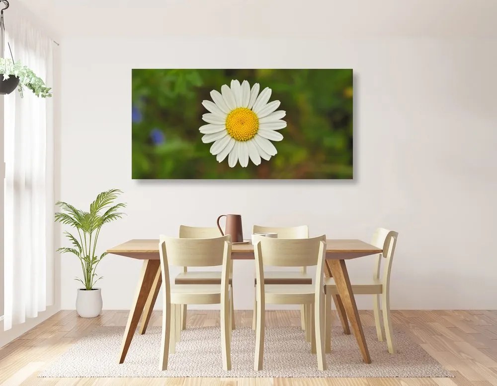 Quadro su tela – Fiore di margherita