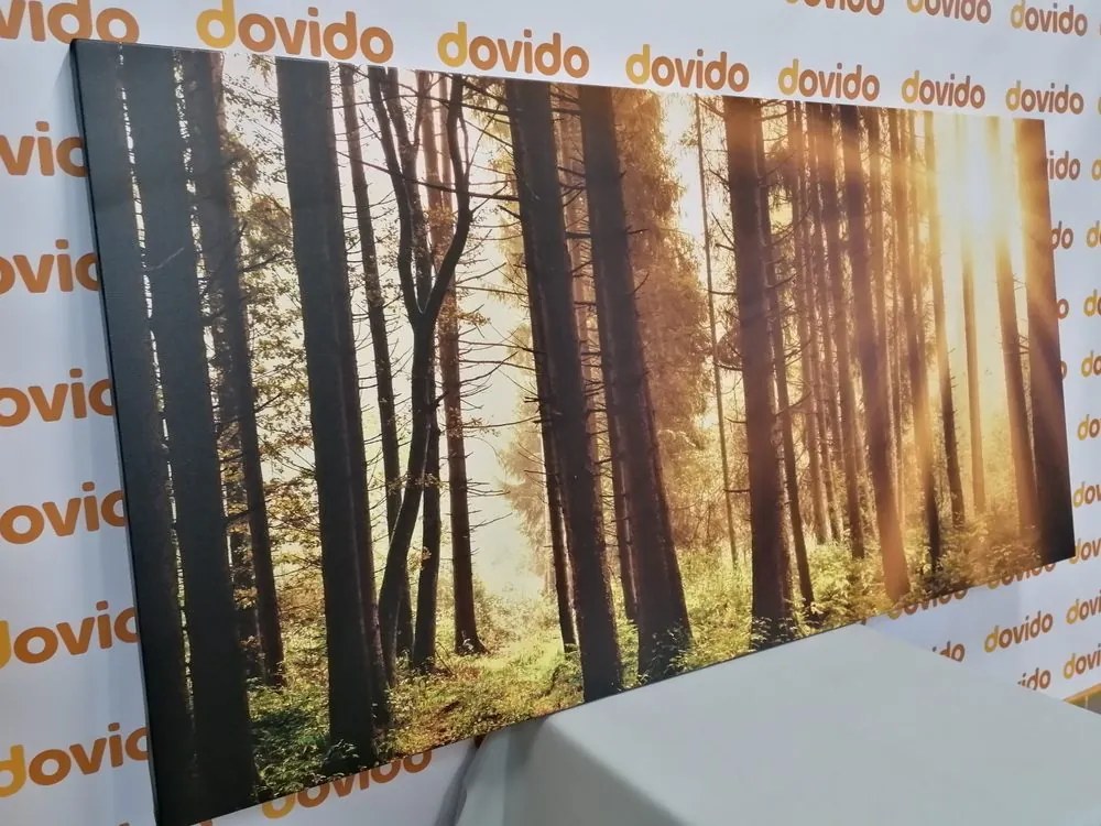 Quadro su tela – Foresta inondata di sole