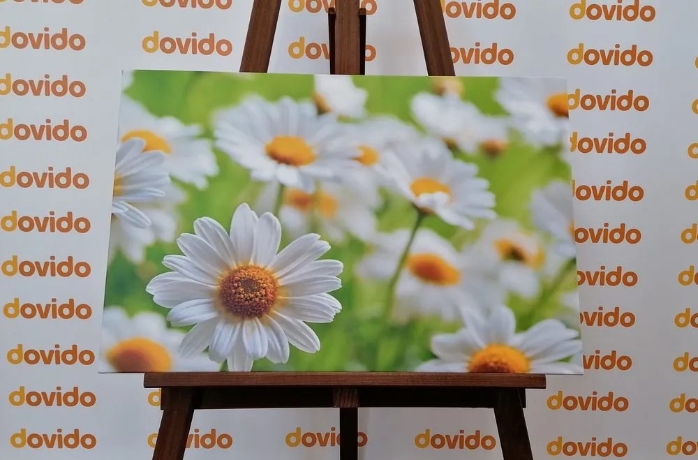 Stampa su tela – Prato primaverile pieno di fiori