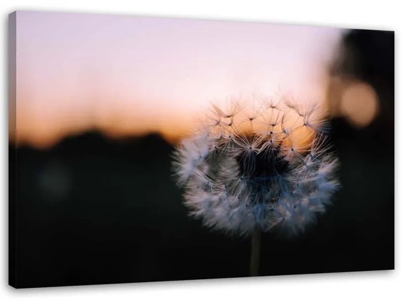 Quadro su tela, Denti di leone al tramonto  Dimensioni Tappeti 120x80