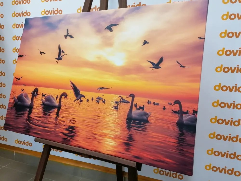 Stampa su tela – Cigni sul mare