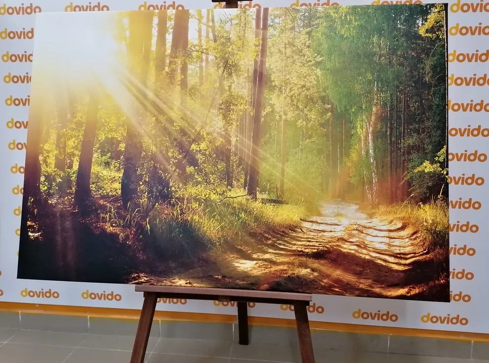 Quadro su tela – Raggi di sole nella foresta