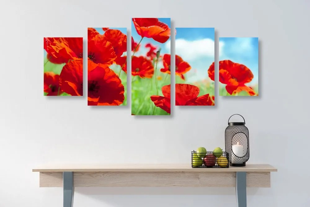 Quadri 5 pezzi – Fiori di papavero nel prato