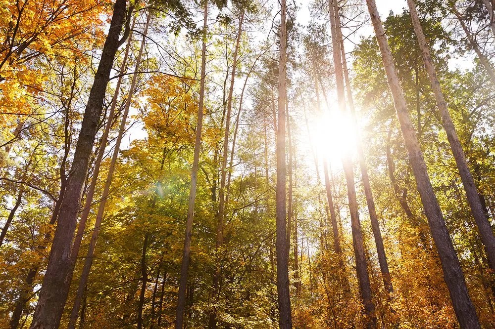 Carta da parati autoadesiva – Foresta nei colori autunnali