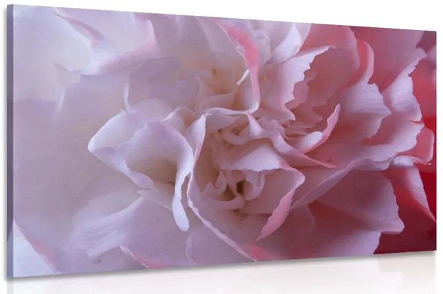 Quadro su tela – Petali di garofano