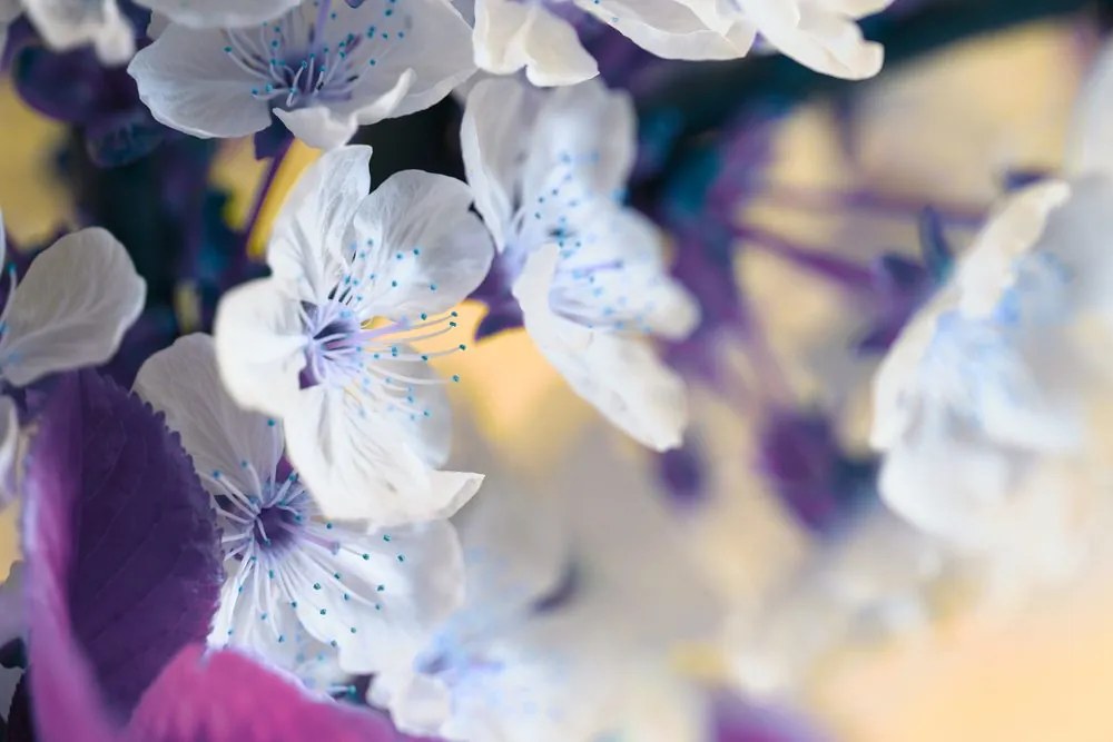 Stampa su tela – Ramo di ciliegio in fiore