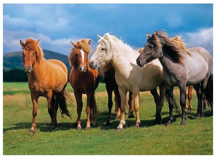 Fotomurale Ponies, multicolore 184 x 254 cm