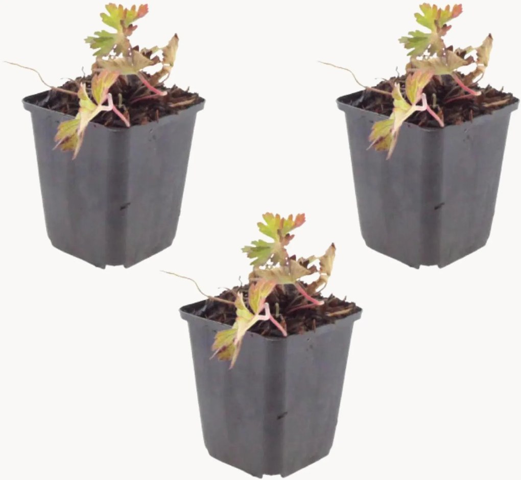 Set di 3 piante vere Geranio Cranesbill Azure Rush