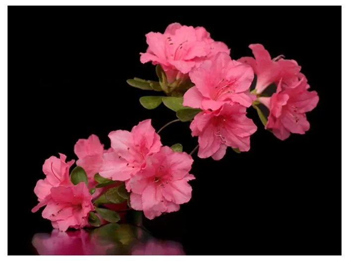 Fotomurale  Azalea in Black  Colore Nero, Dimensioni e Misure 200x154