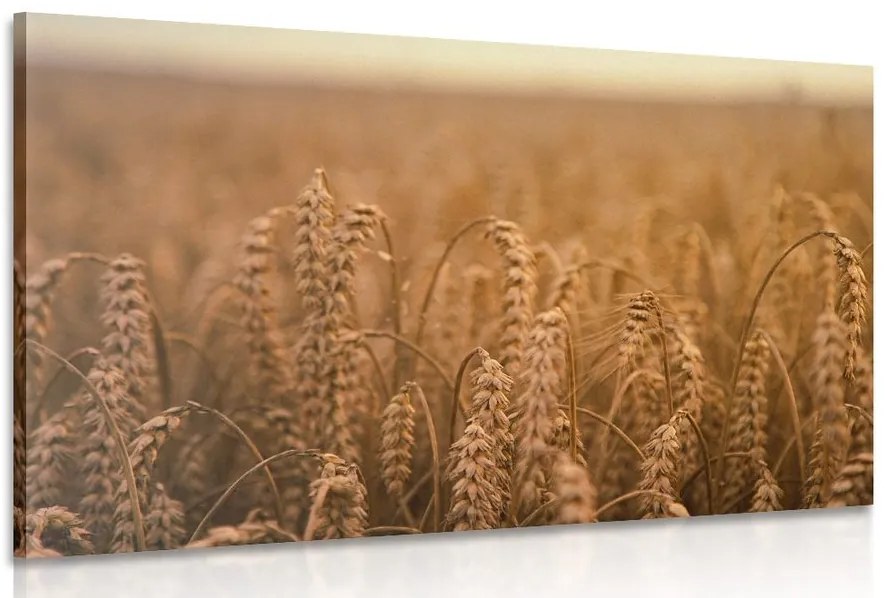 Stampa su tela – Campo di grano
