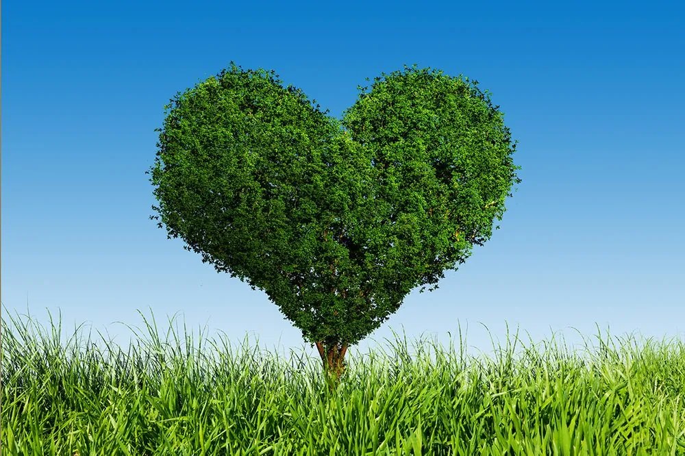Carta da parati autoadesiva – Albero a forma di cuore