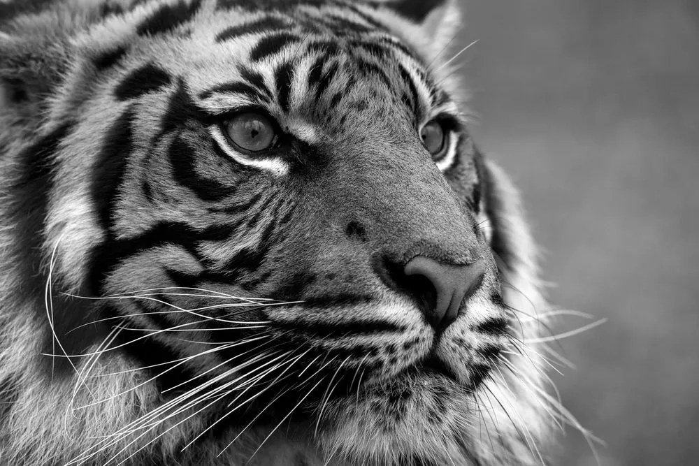 Stampa su tela – Tigre del Bengala in bianco e nero