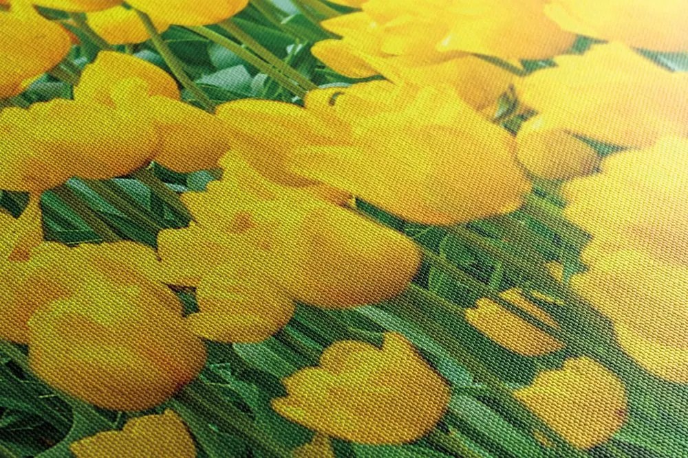 Stampa su tela – Giardino pieno di tulipani