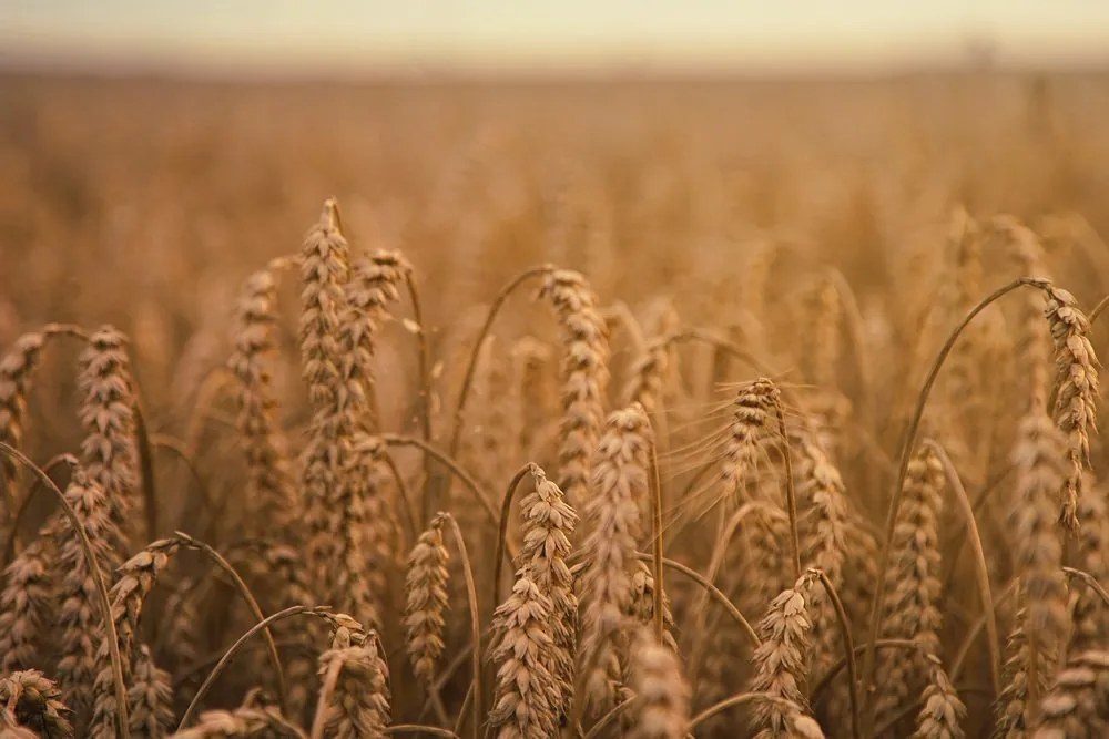 Stampa su tela – Campo di grano