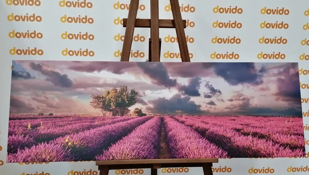 Stampa su tela – Terra dei campi di lavanda