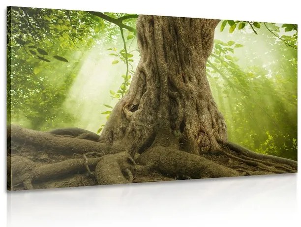 Quadro su tela – Radice dell'albero