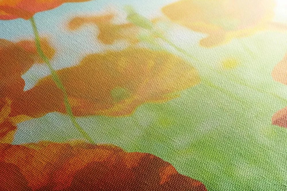 Quadro su tela – Papavero sul prato