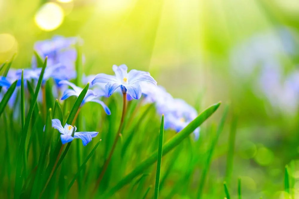 Carta da parati – Fiori sul prato in primavera