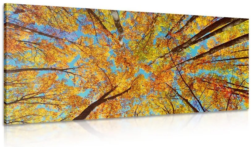 Quadro su tela – Corone autunnali degli alberi