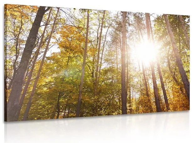 Quadro su tela – Foresta nei colori autunnali
