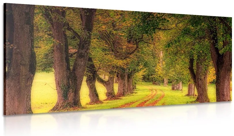 Quadro su tela – Sentiero nella foresta autunnale