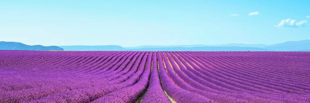Stampa su tela – Campo di lavanda infinito