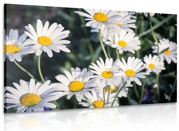 Quadro su tela – Margherite in giardino