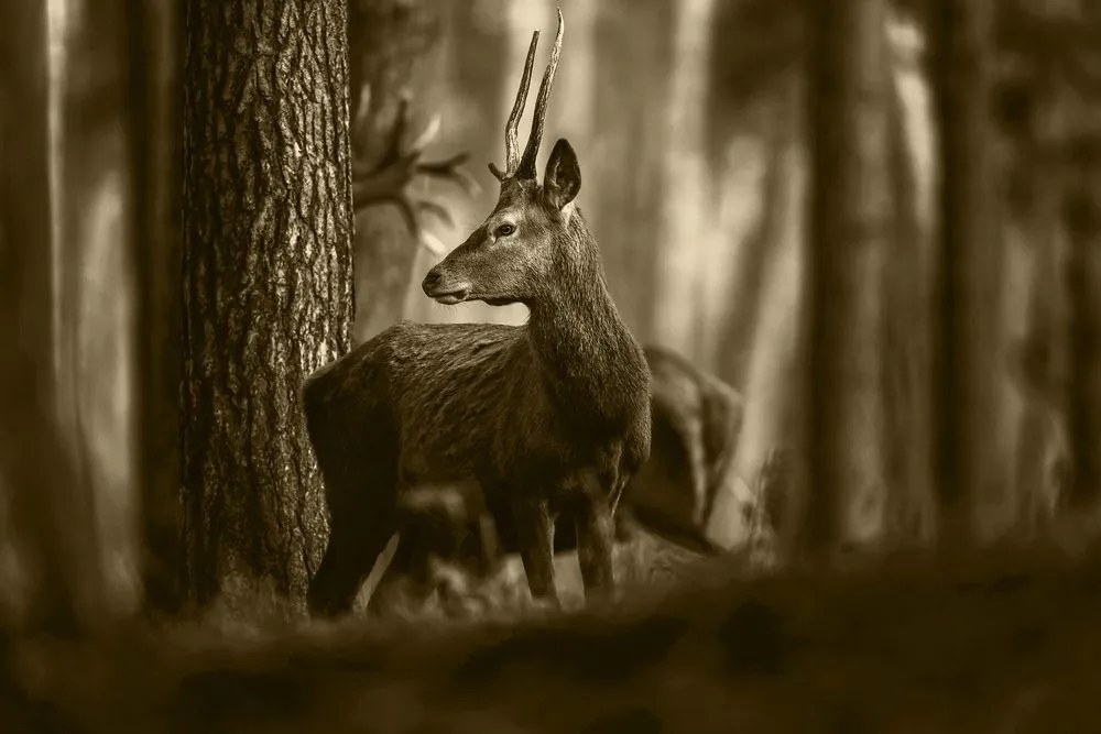 Quadro su tela – Cervo nella foresta di pini in seppia