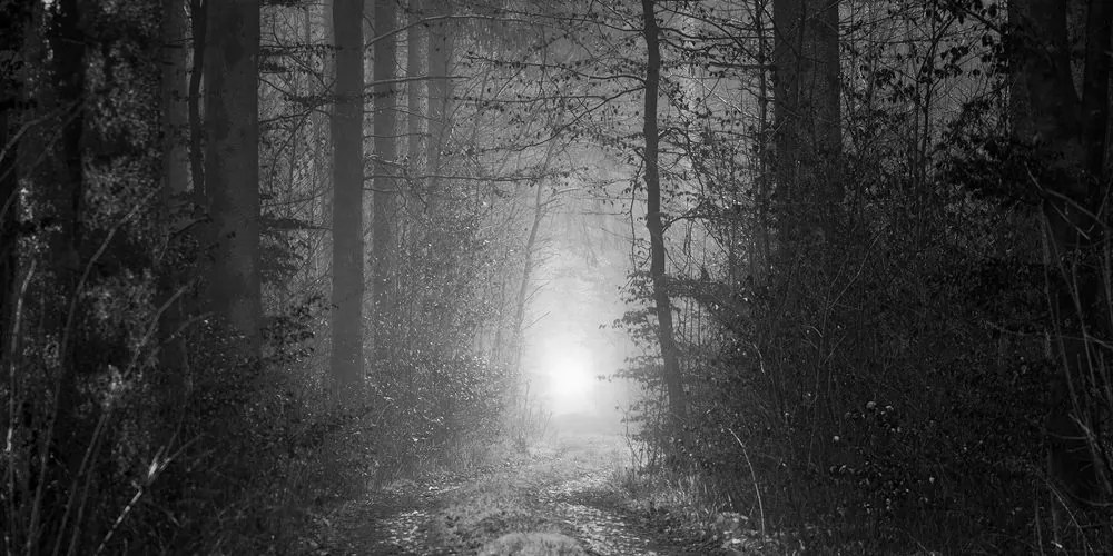 Quadro su tela – Luce nella foresta in bianco e nero