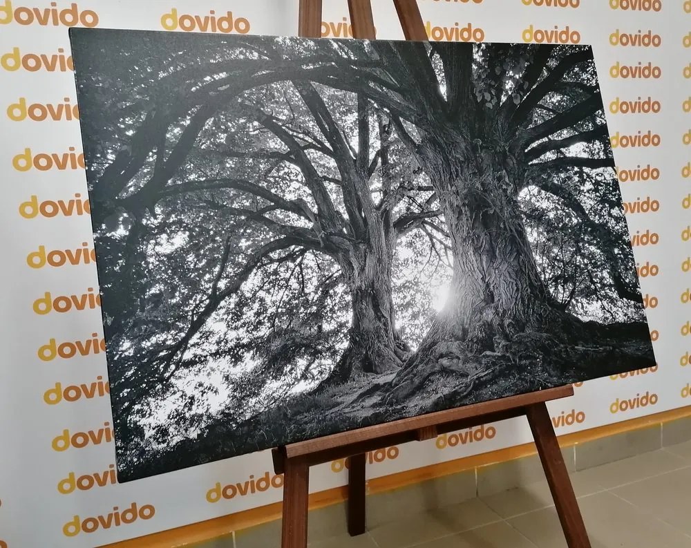 Quadro su tela – Alberi maestosi in bianco e nero