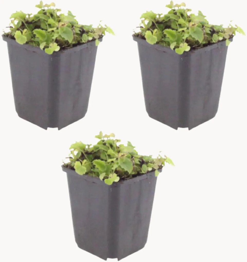 Set di 3 piante vere Campanula poscharskyana