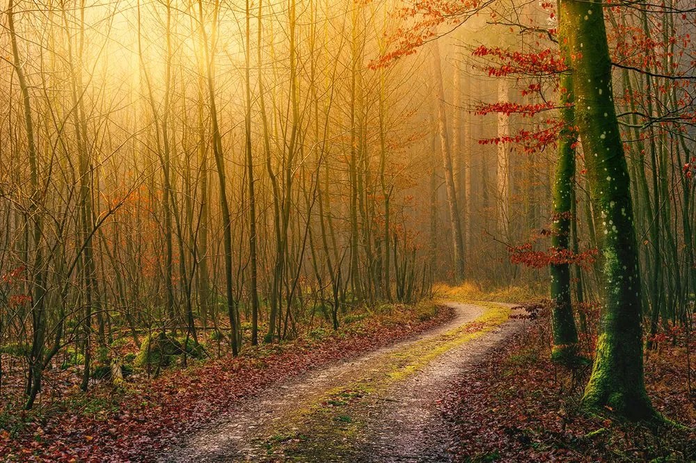 Carta da parati autoadesiva – Sentiero nel bosco