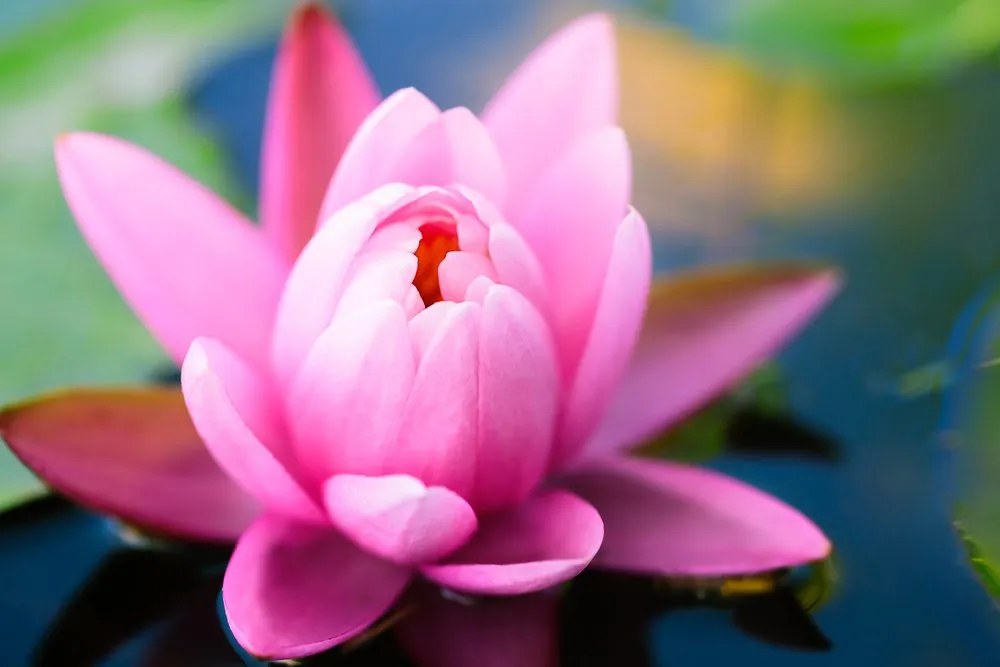 Quadro su tela – Splendido fiore rosa sul lago