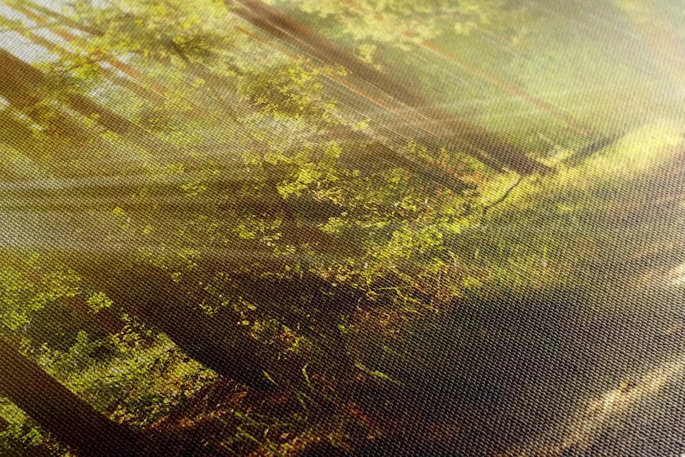 Quadro su tela – Raggi di sole nella foresta