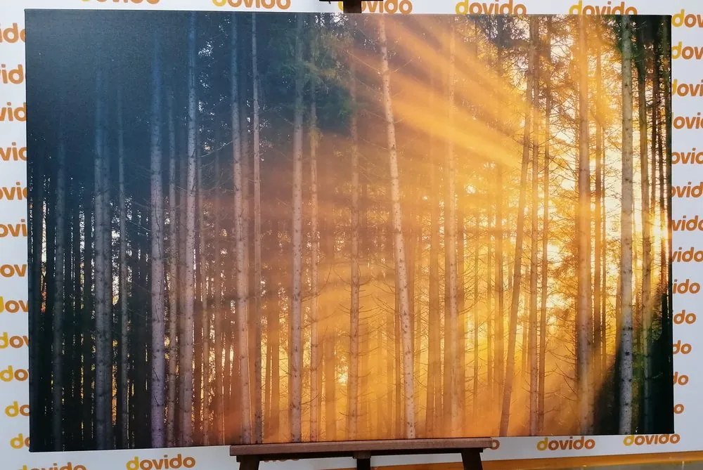 Stampa su tela – Sole dietro l'albero