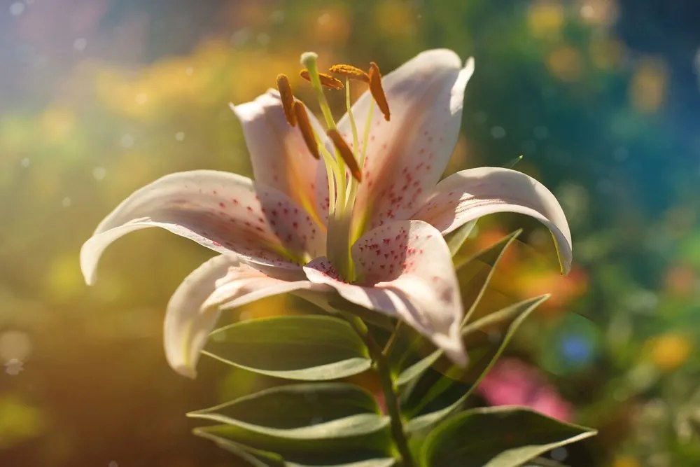 Quadro su tela – Splendido fiore con tocco retrò