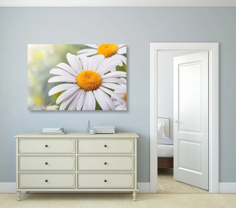Stampa su tela – Fiori di camomilla