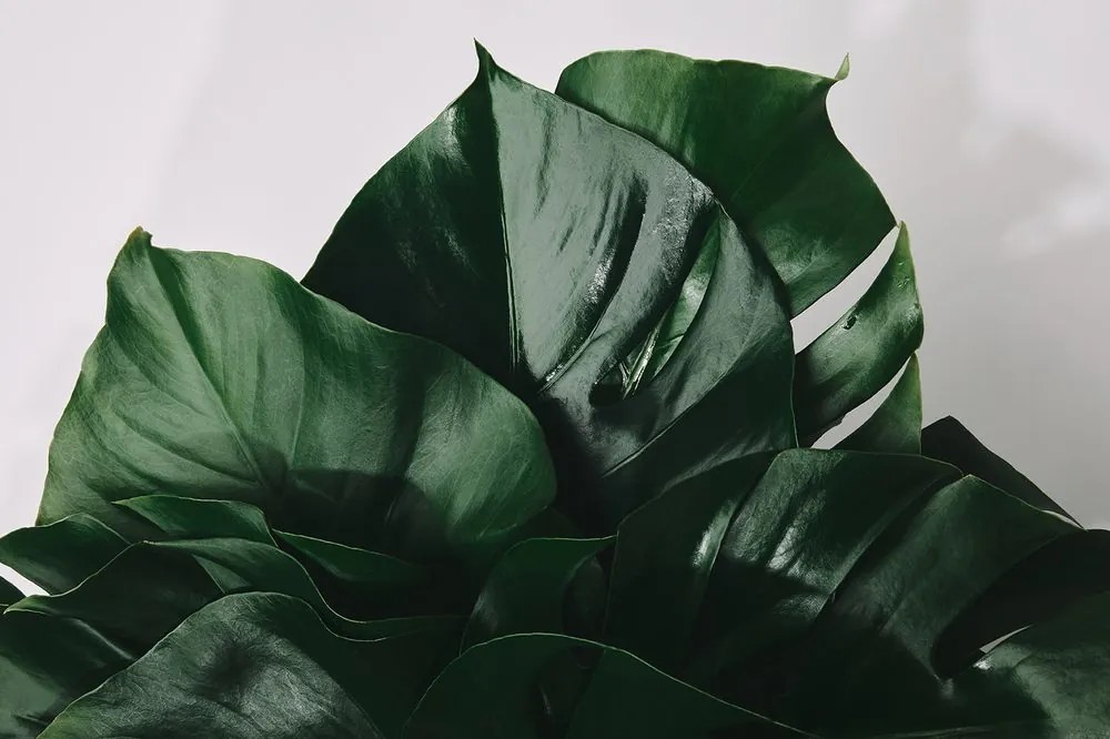 Carta da parati autoadesiva – Foglia di monstera