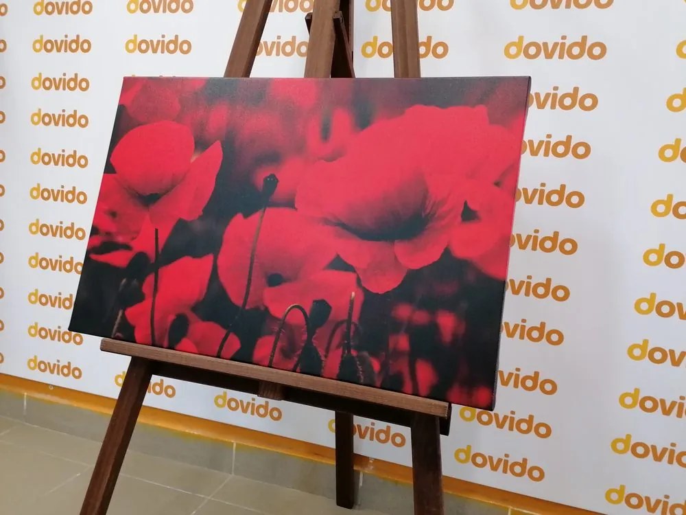 Quadro su tela – Campo di papaveri selvatici